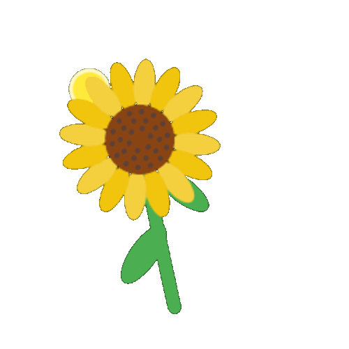 Sunflower Follow Sun